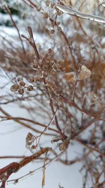 冬の氷の覆われた枝 — ストック写真