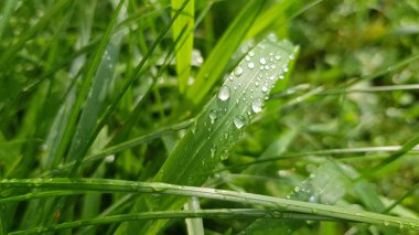 Yağmurdan sonra bitkilerin yakın görüntüsü