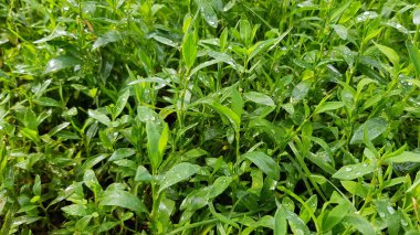 Yağmurdan sonra bitkilerin yakın görüntüsü