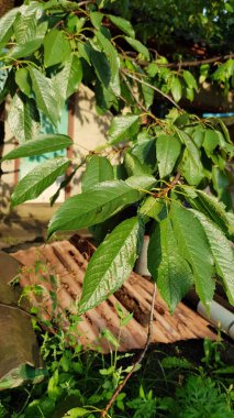 Yağmurdan sonra bitkilerin yakın görüntüsü