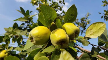 Olgun ayvaları olan ağacın yakın görüntüsü