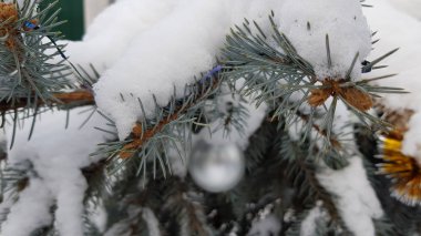 Dışarıda duran köknar ağacı.