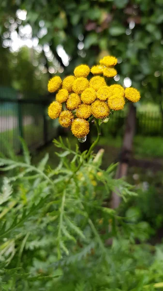 Vista Cercana Las Plantas Después Lluvia —  Fotos de Stock