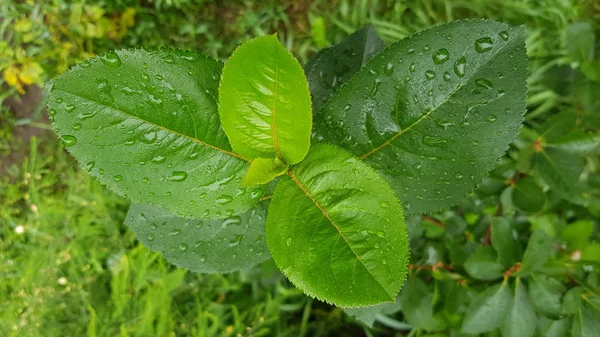 Vista Próxima Das Plantas Após Chuva — Fotografia de Stock