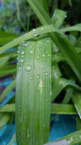 Vista Próxima Das Plantas Após Chuva — Fotografia de Stock