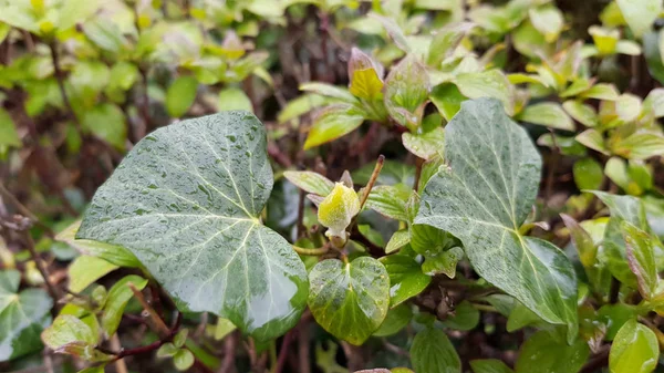 雨後の植物の近景 — ストック写真