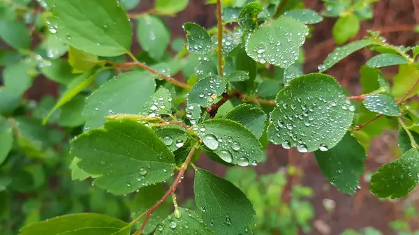 Vista Próxima Das Plantas Após Chuva — Fotografia de Stock