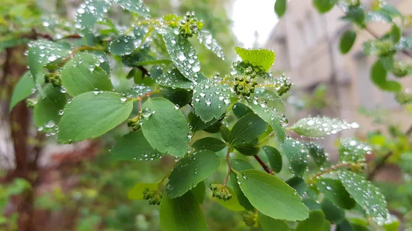 Vista Próxima Das Plantas Após Chuva — Fotografia de Stock