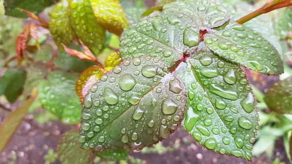 Vista Cercana Las Plantas Después Lluvia — Foto de Stock