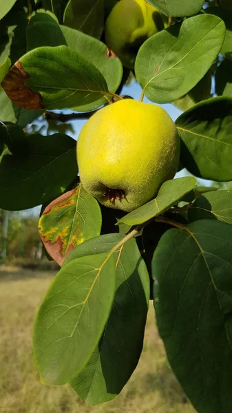 Vista Próxima Árvore Com Marmelos Maduros — Fotografia de Stock