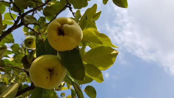 Close View Tree Ripe Quinces — Stock Photo, Image