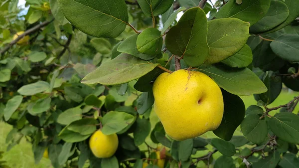 Vista Próxima Árvore Com Marmelos Maduros — Fotografia de Stock