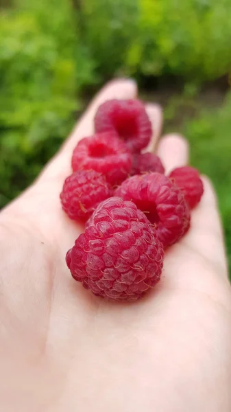 Fresh Raspberries Human Hand — Stock Photo, Image