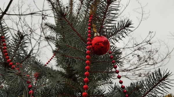 Kint Álló Díszített Fenyőfa — Stock Fotó