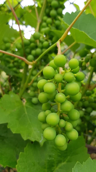 Detail View Grapes Growing Backyard — Stock Photo, Image