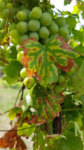 Detail View Grapes Growing Backyard — Stock Photo, Image