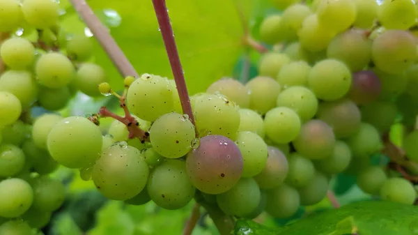 Vista Detalhada Das Uvas Que Crescem Quintal — Fotografia de Stock