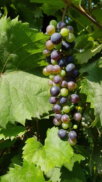 Dettaglio Veduta Delle Uve Che Crescono Giardino — Foto Stock