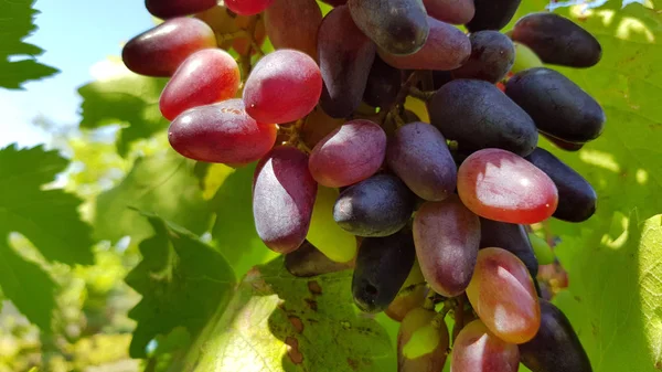 Vista Detalhada Das Uvas Que Crescem Quintal — Fotografia de Stock