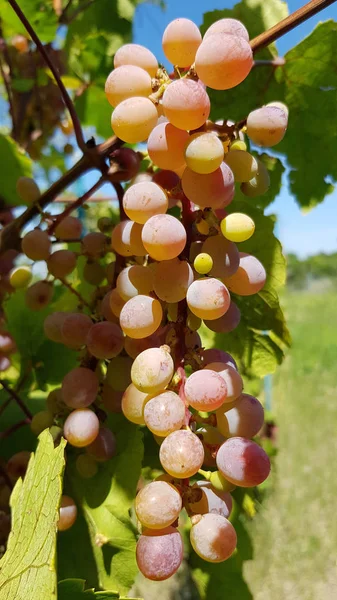 Vista Detalhada Das Uvas Que Crescem Quintal — Fotografia de Stock