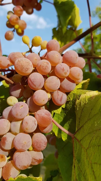Szczegóły Widok Winogron Rosnących Podwórku — Zdjęcie stockowe