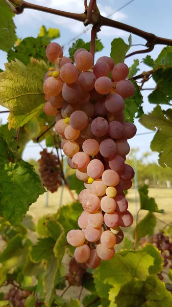 Szczegóły Widok Winogron Rosnących Podwórku — Zdjęcie stockowe