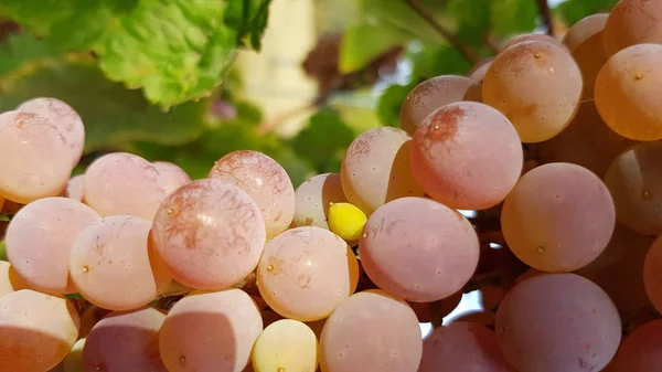 Detailweergave Van Druiven Die Achtertuin Groeien — Stockfoto