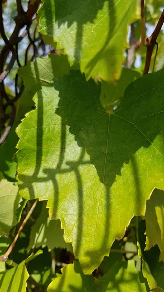 Detailweergave Van Druiven Die Achtertuin Groeien — Stockfoto