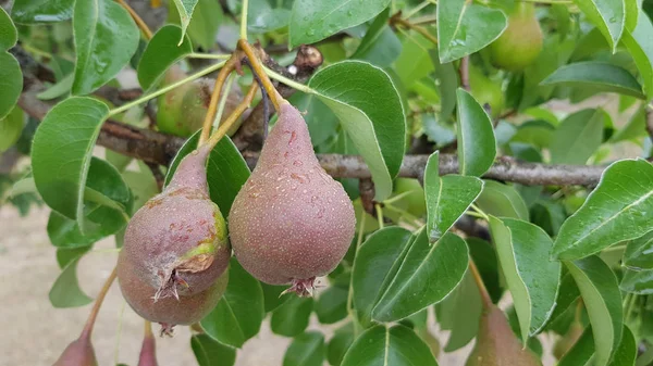 Pêras Amadurecimento Árvore Jardim — Fotografia de Stock