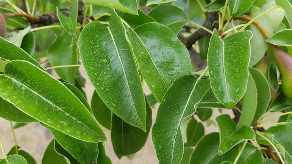 Las Peras Que Maduran Árbol Jardín — Foto de Stock
