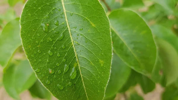 Las Peras Que Maduran Árbol Jardín — Foto de Stock