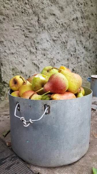 Pêras Frescas Colhidas Jardim — Fotografia de Stock