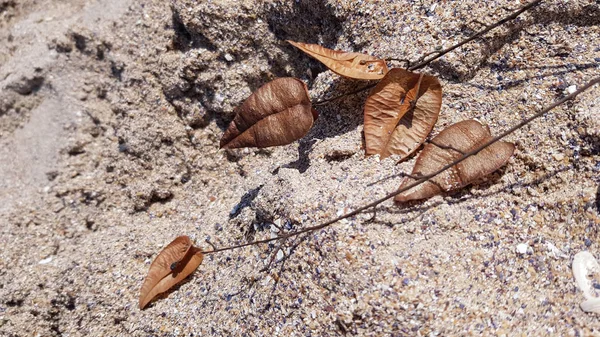 Superfície Areia Com Folhas Castanhas — Fotografia de Stock