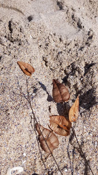 Sandoberfläche Mit Braunen Blättern — Stockfoto