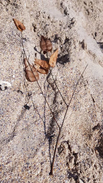 Superfície Areia Com Folhas Castanhas — Fotografia de Stock