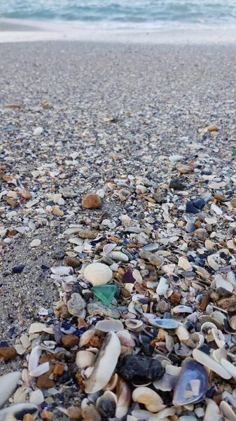 Küste Mit Einer Vielzahl Von Muscheln Und Glasstücken — Stockfoto