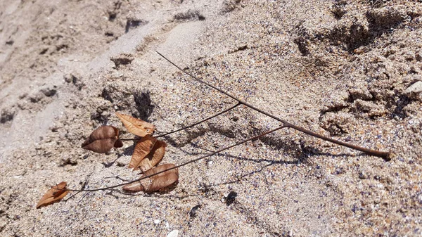 Sandoberfläche Mit Braunen Blättern — Stockfoto