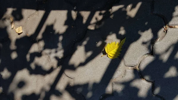 室外地板上的干叶 — 图库照片