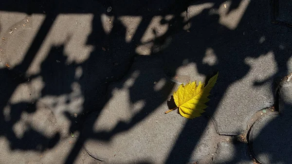 Suché Listí Podlaze Venkovní — Stock fotografie