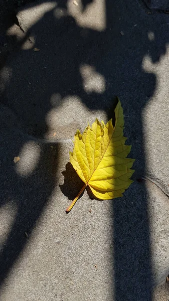 室外地板上的干叶 — 图库照片