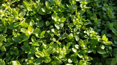 Bahçede yetişen yeşil bitkilerin yakınları