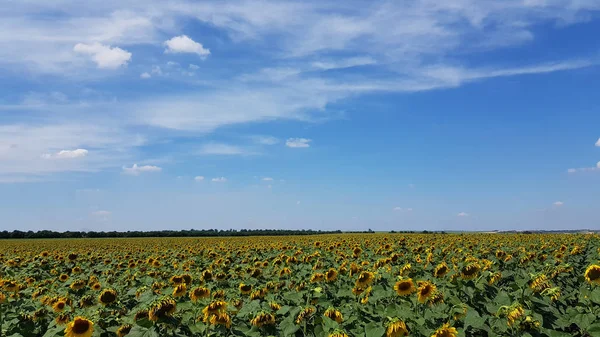 Czas Zbiorów Krajobraz Wsi Ukrainie Żółte Pole Słonecznika Chmurami Nad — Zdjęcie stockowe