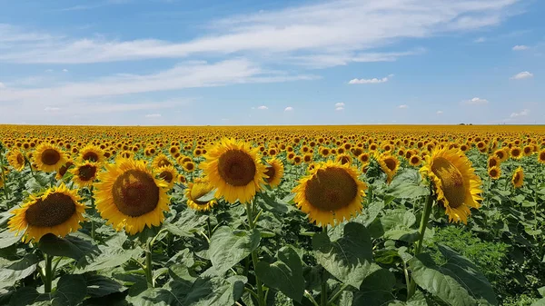 Yazın olgunlaşan ayçiçeği tarlası. Helianthus Annuus büyük taze yapraklarla yeşil saplarda çiçek açar. Ukrayna kırsal arazisi. Annuus Helianthus 'un tarım tarlası. Pişirme yağı yapımında çiğ olarak kullanılan ayçiçekleri. Organik tarım