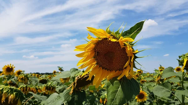 Ripening sunflower field in summer. Agricultural sunflower field in Ukraine. Bright yellow sunflower in wind and drooping sunflowers on background. Helianthus annuus flower closeup with blue sky and white clouds