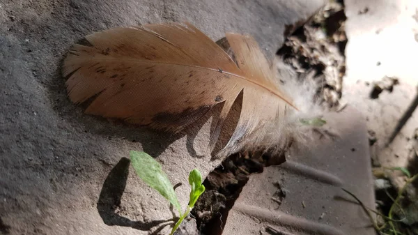 水泥地面底座上的一根羽毛 — 图库照片