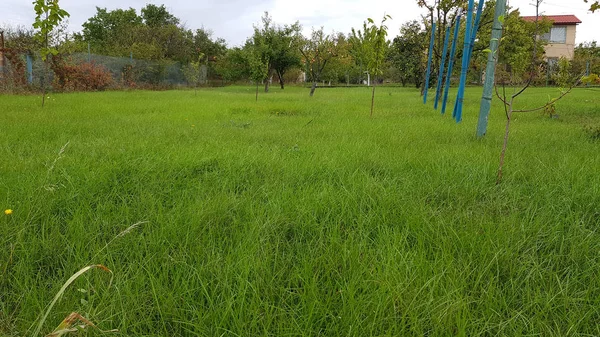 园艺中的绿色植物遮挡 — 图库照片