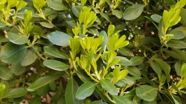 Arka bahçede büyüyen bitkilerin yakın görüntüsü