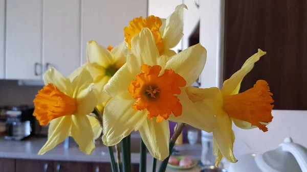 Nahaufnahme Der Frischen Gelben Narzisse Der Vase — Stockfoto