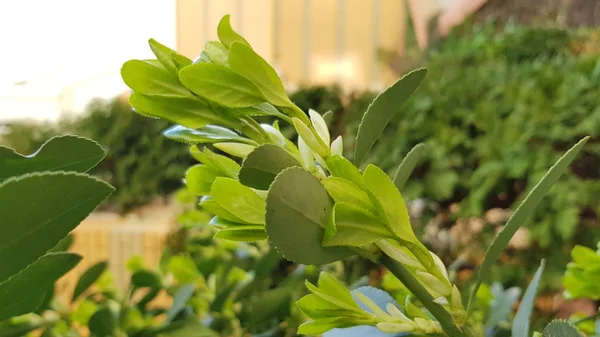 Vista Cercana Plantas Que Crecen Patio Trasero —  Fotos de Stock