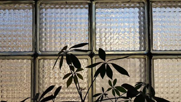 Okno Szklane Teksturowane Roślinami Doniczkowymi — Zdjęcie stockowe